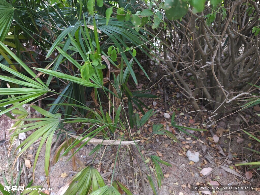 户外绿植景观