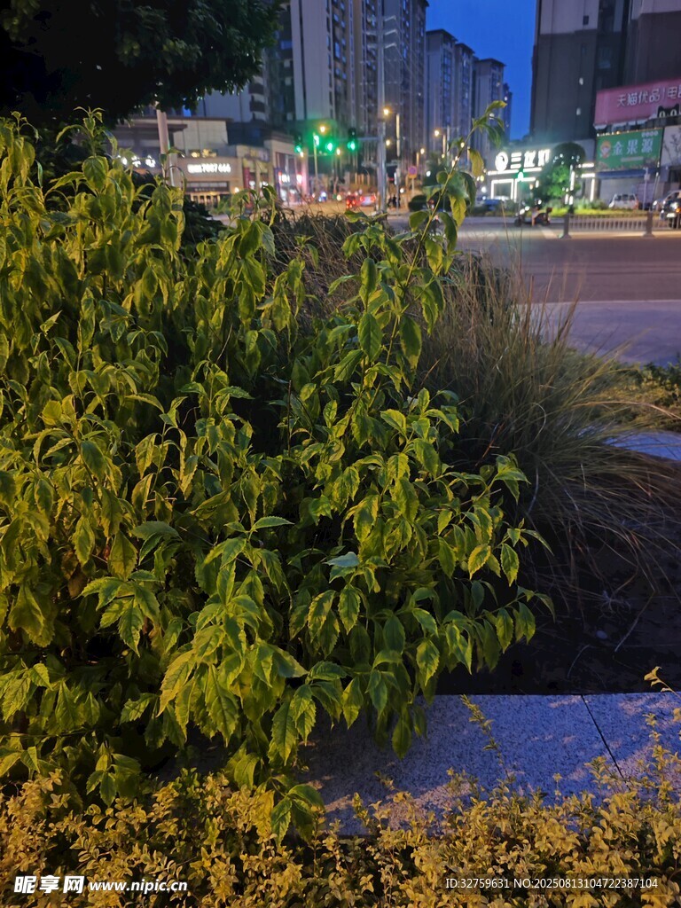 城市街边绿植景观