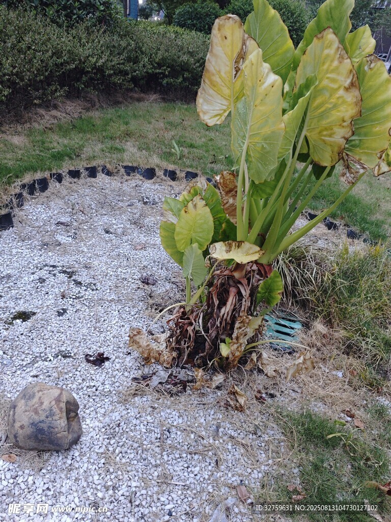 花园中的绿植与碎石景观