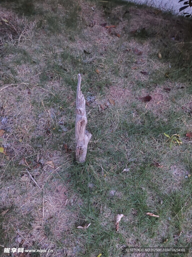 草地上的猫咪