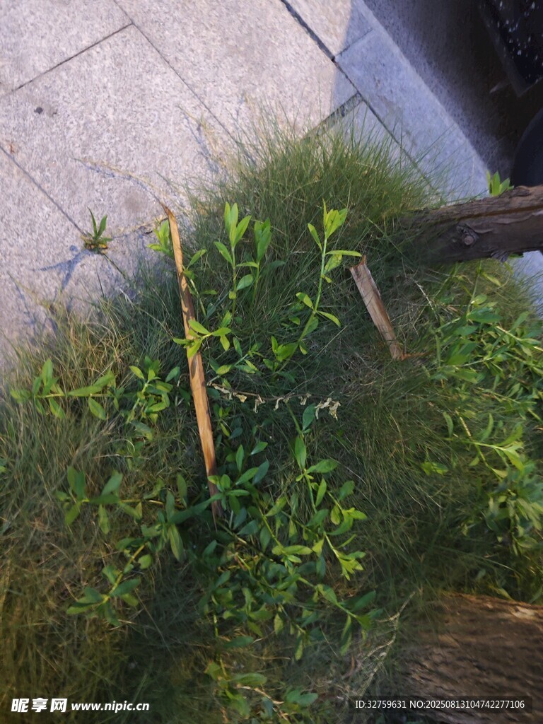 路边草丛中的黄色物件