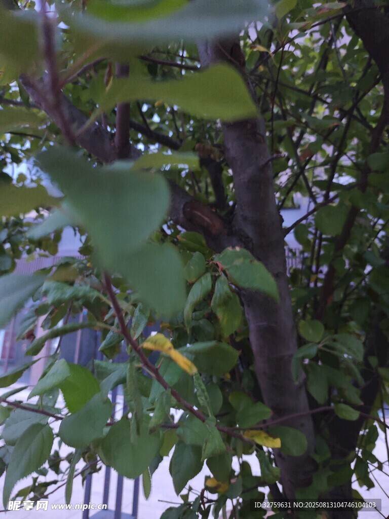 绿叶繁茂的树木景象