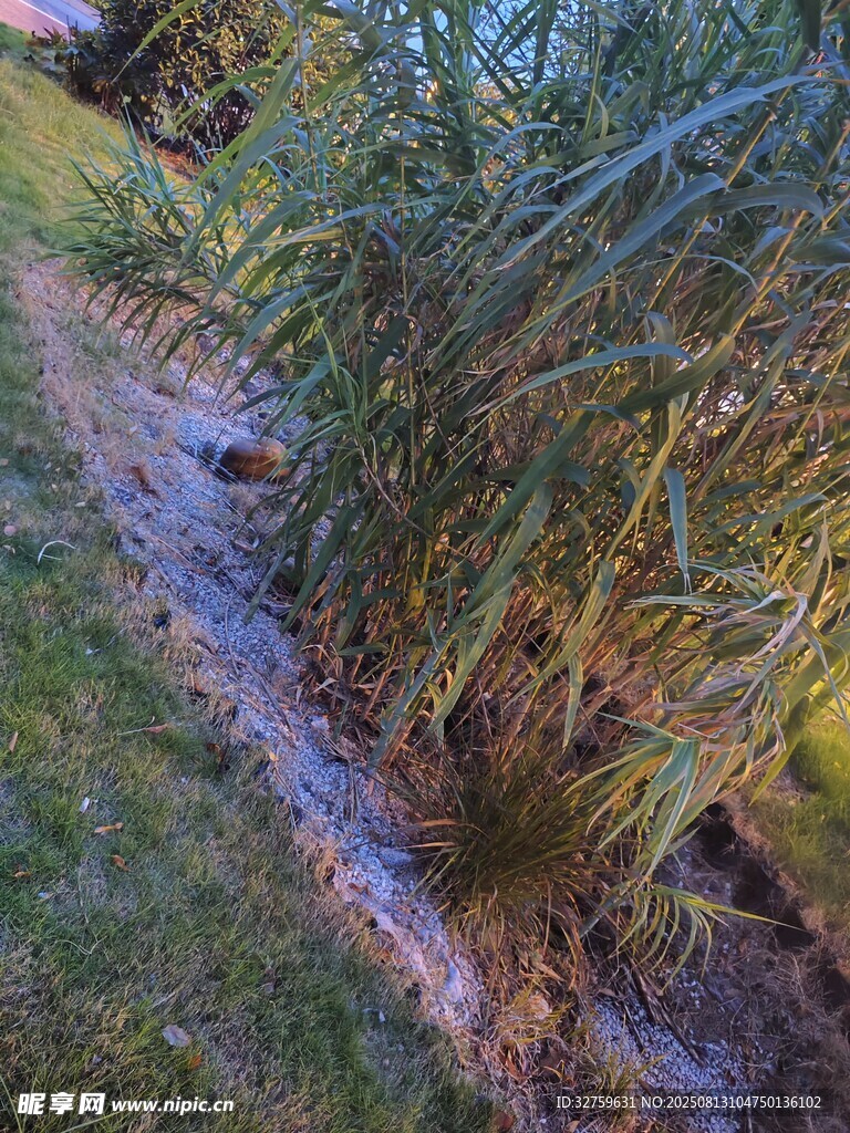 乡间小径旁的葱郁草木