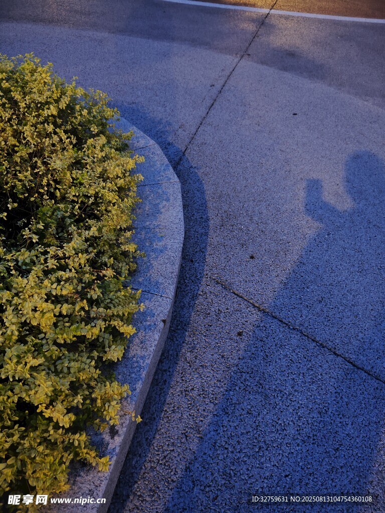 路边绿植与地面影子