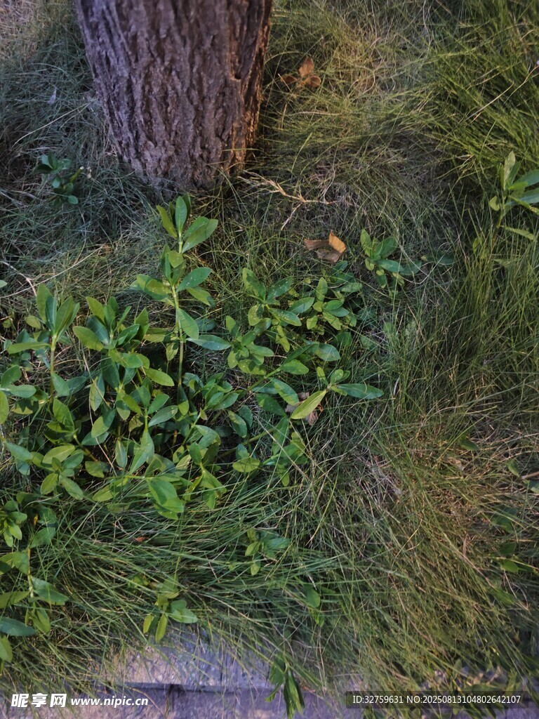 树下绿植景观