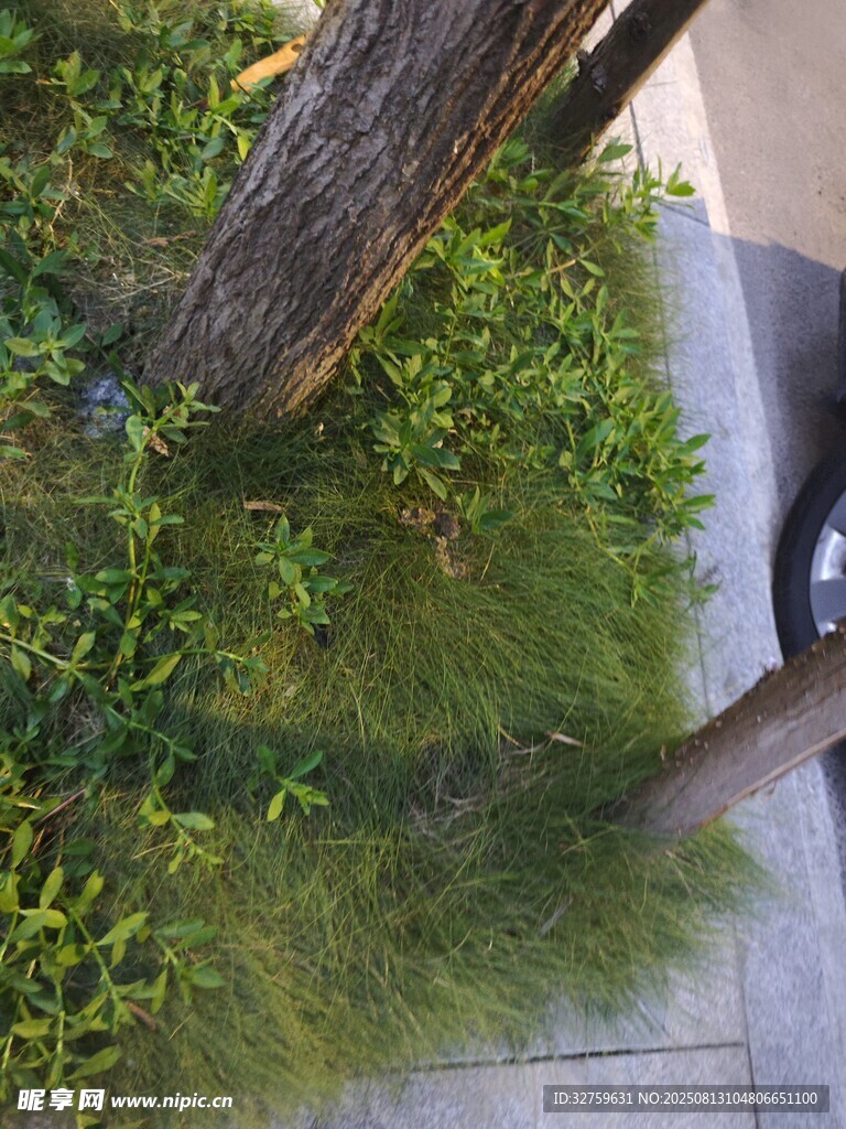 路边绿植与树干景观