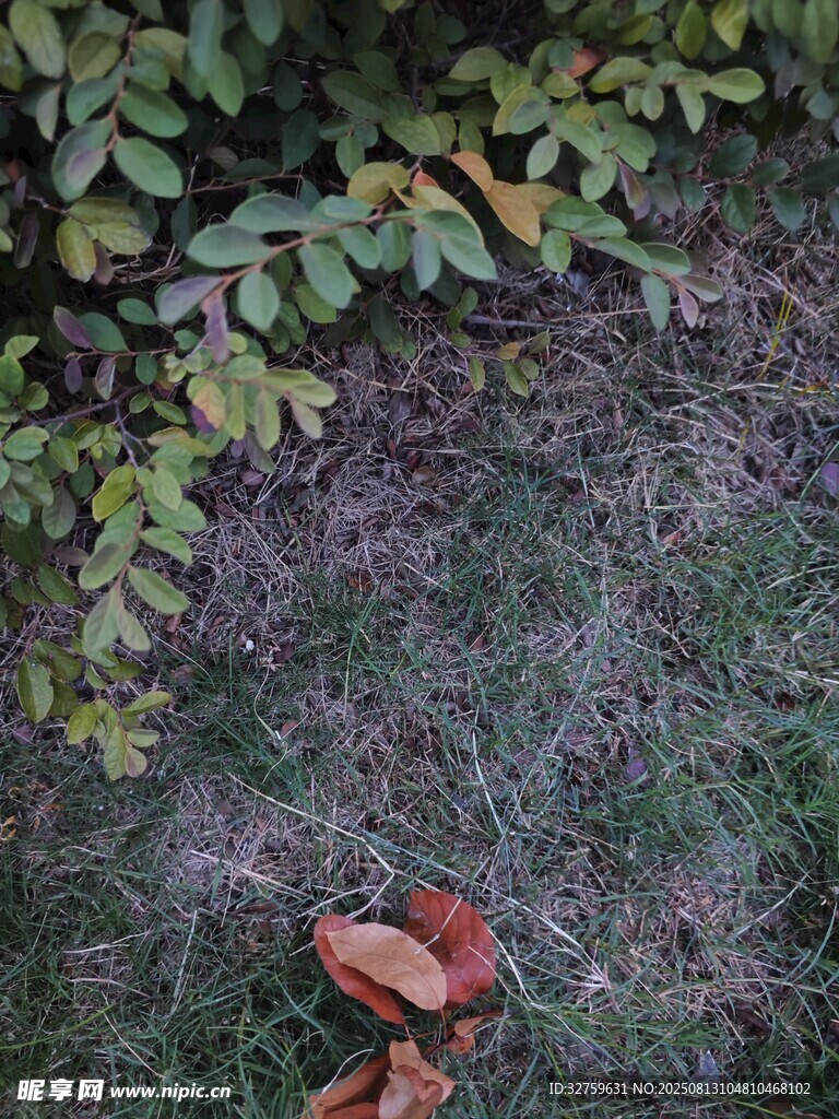 草丛中蜷缩的红衣身影
