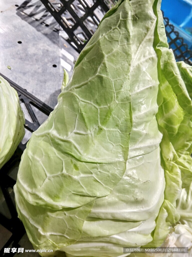 新鲜卷心菜特写