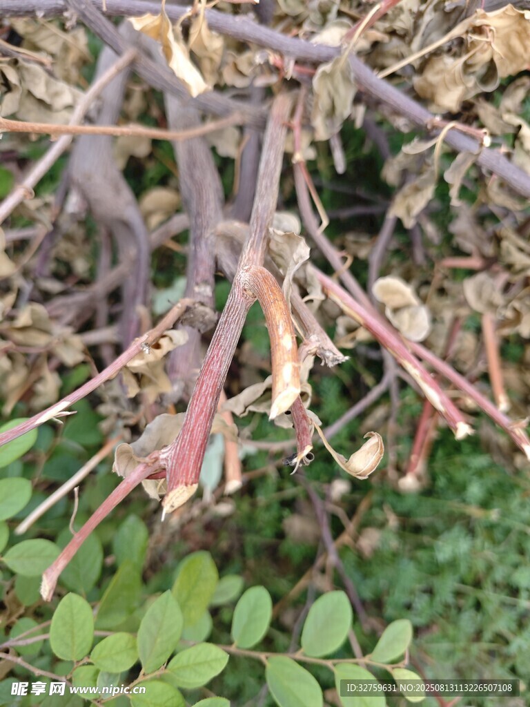 枯萎植物的根茎景象