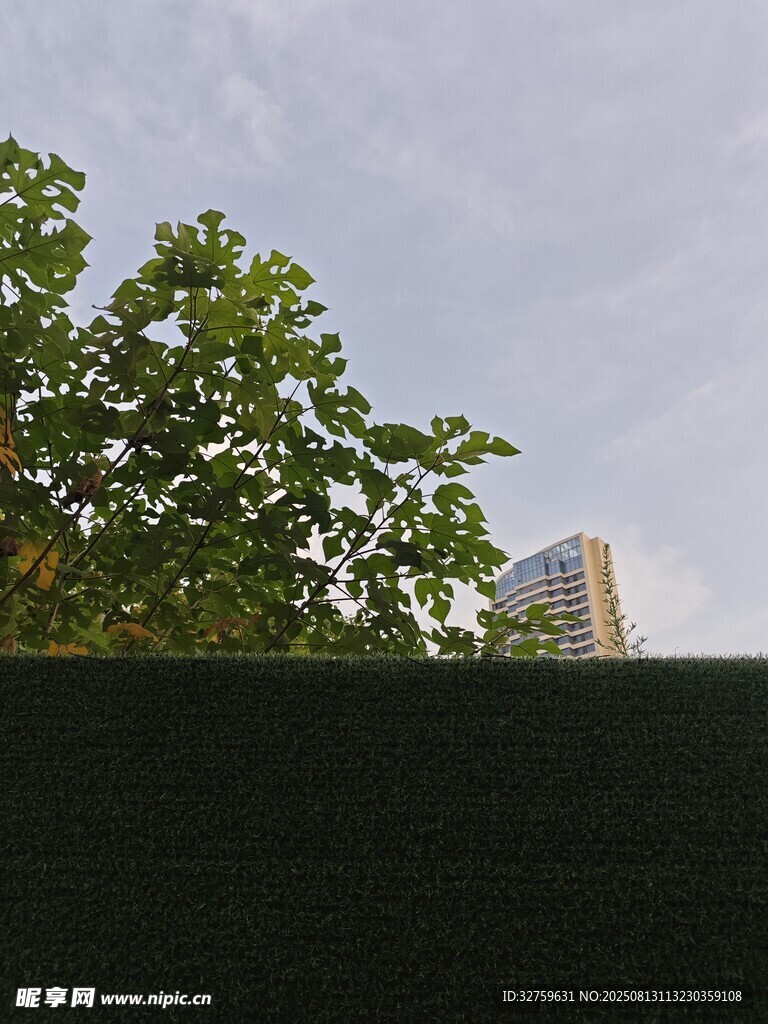 绿树与高楼间的天空景致
