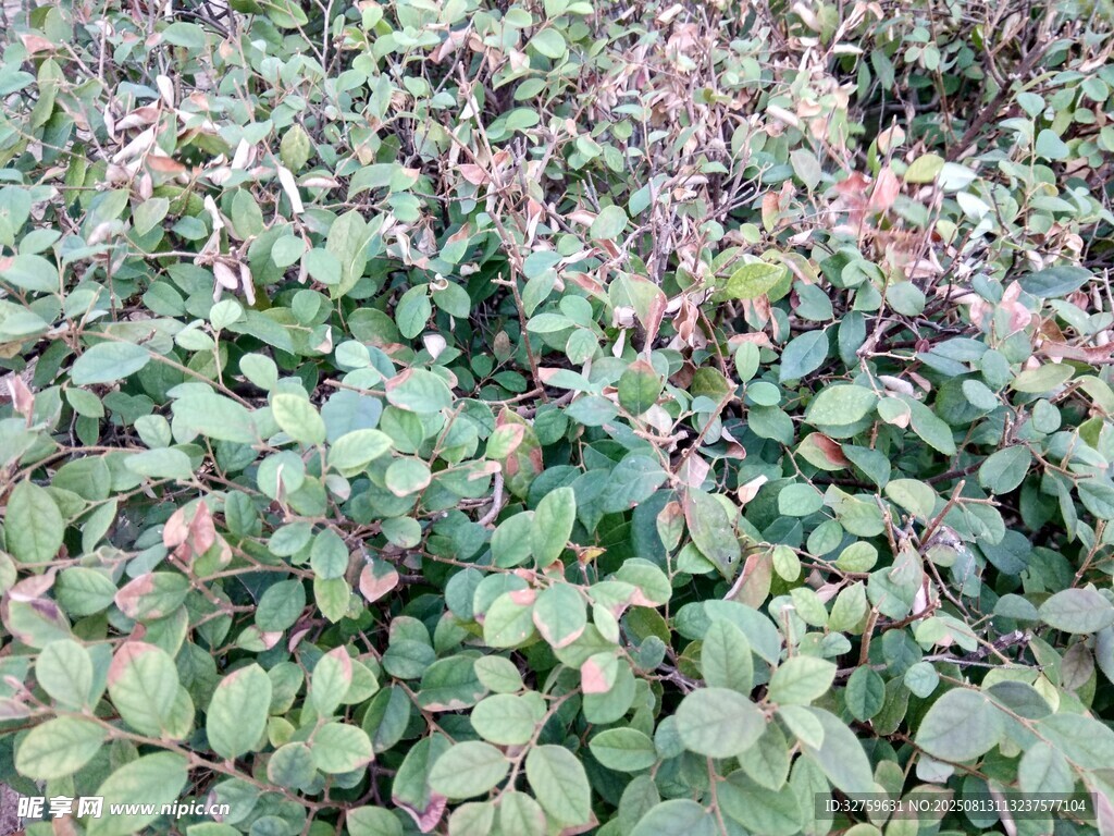 绿叶植物景观