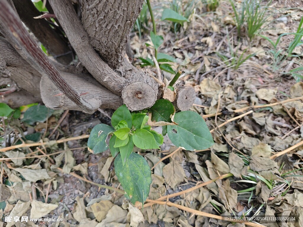 树根旁的嫩绿植物