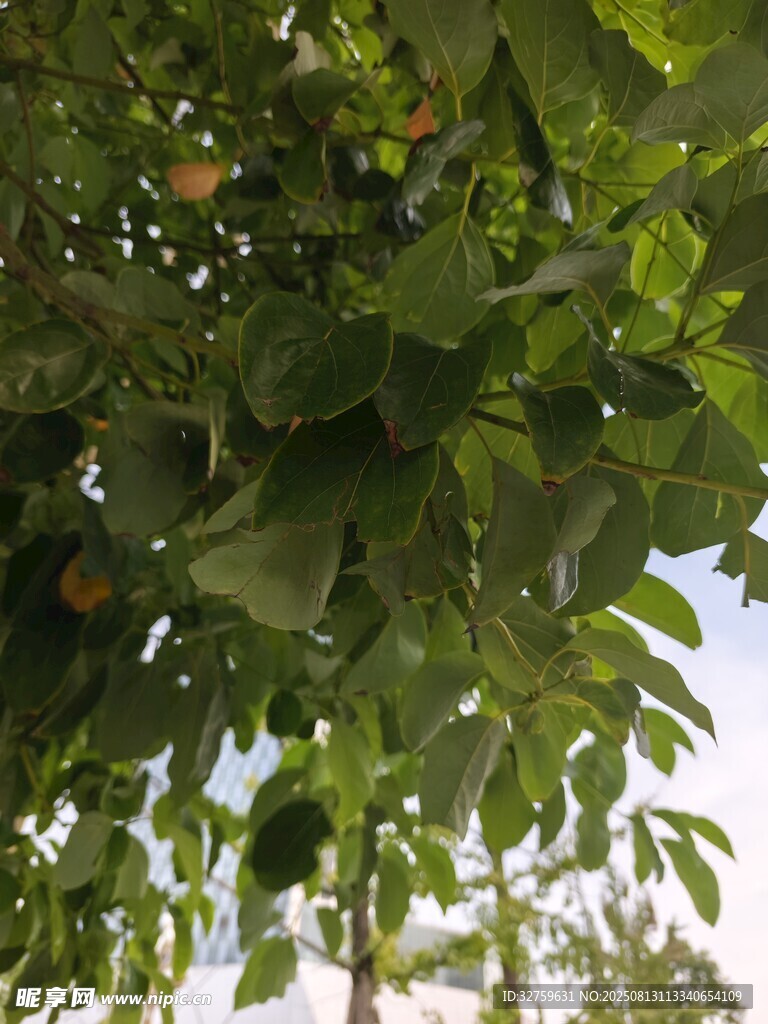 绿叶间的果实