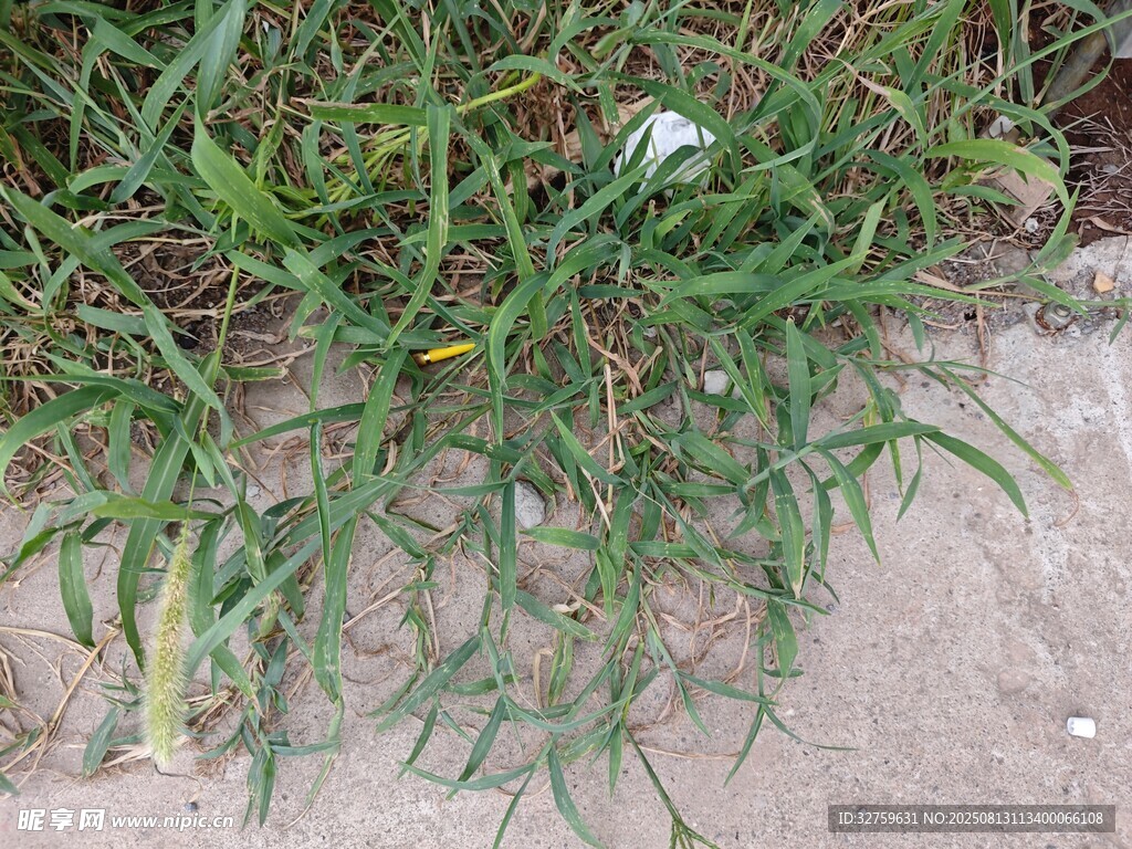 墙边生长的绿色蔓生植物
