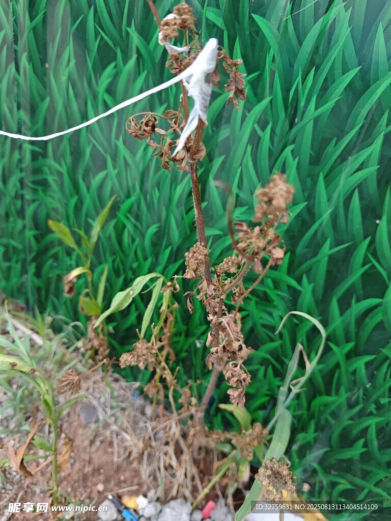 带绳植物生长于草丛中