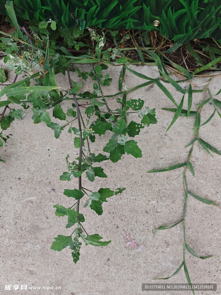 墙边蔓生的翠绿植物