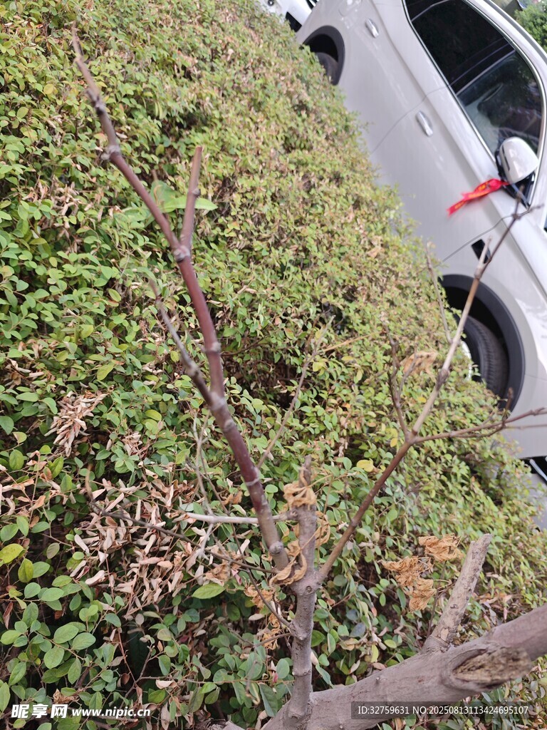 路边绿植中的枯枝景象