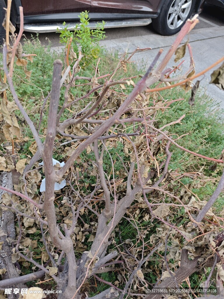 枯萎植物特写