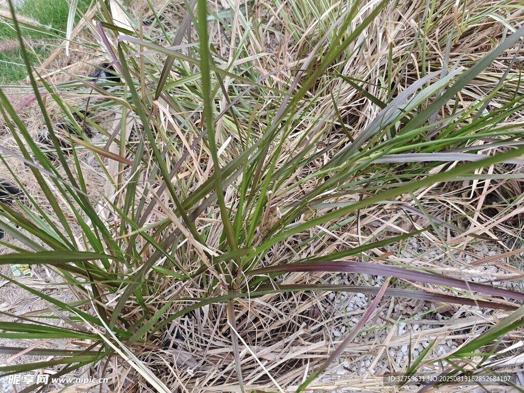 野外丛生的绿色小草