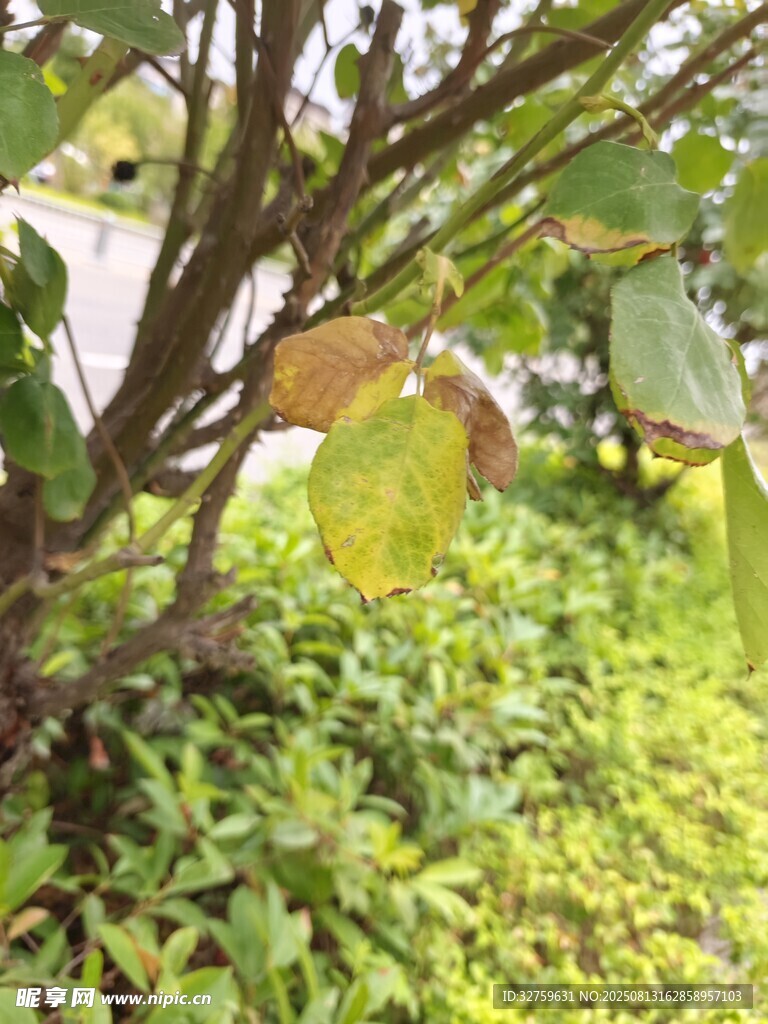 绿叶繁茂的灌木丛