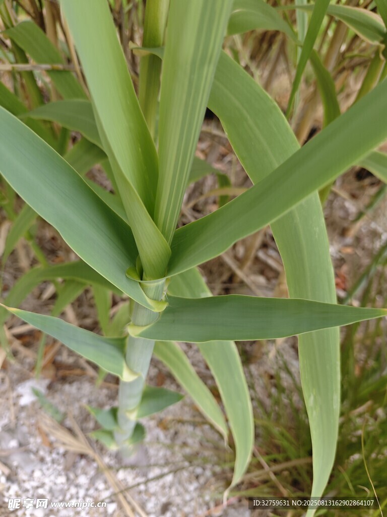 绿色植物特写