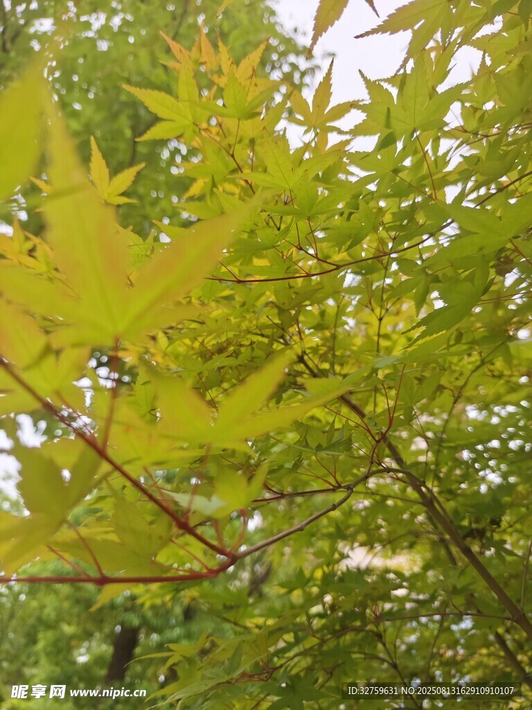 金黄枫叶树枝特写