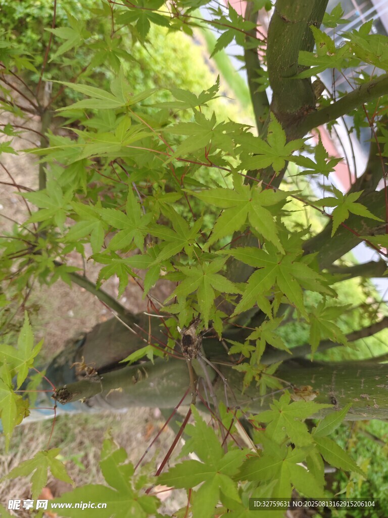 翠绿枫树的繁茂枝叶