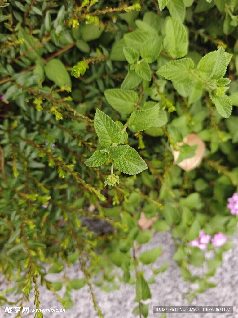 绿叶繁花的自然景致