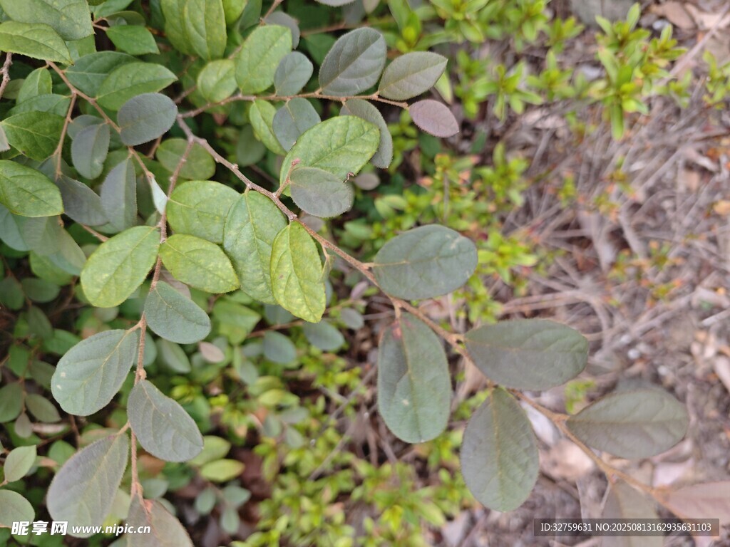 绿叶植物近景特写