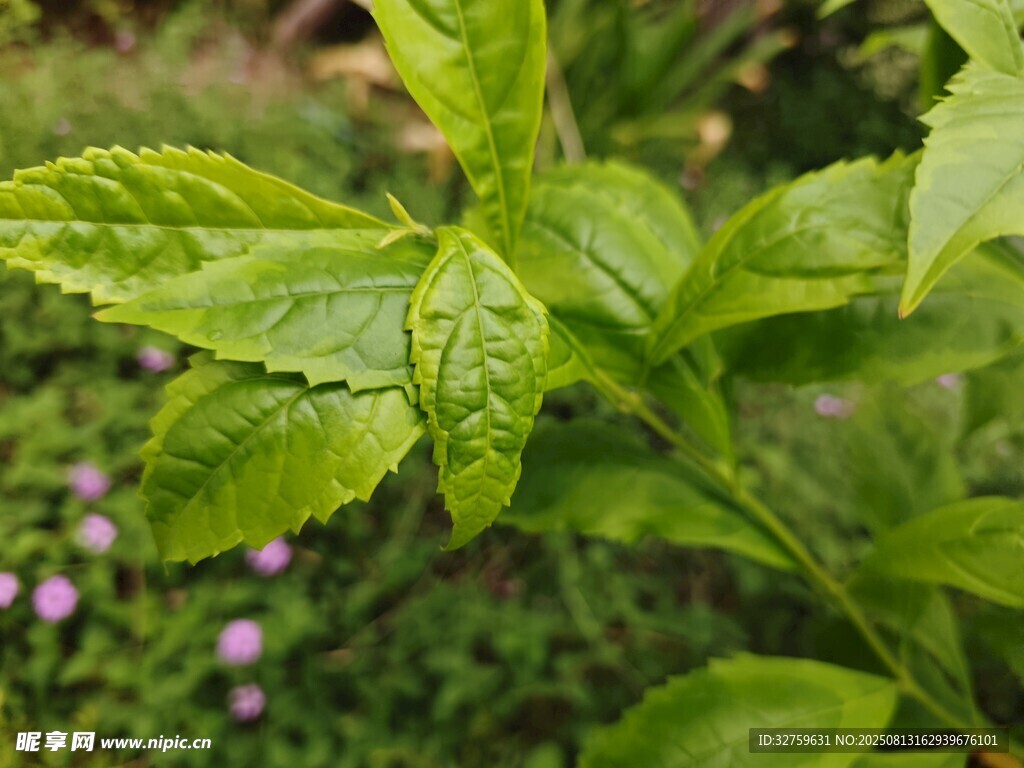 嫩绿枝叶展现盎然生机