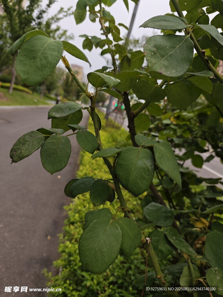路边绿植景观