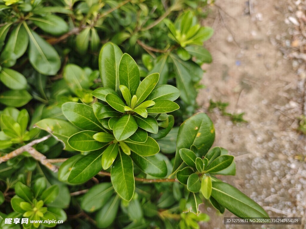 翠绿蓬勃的多肉植物