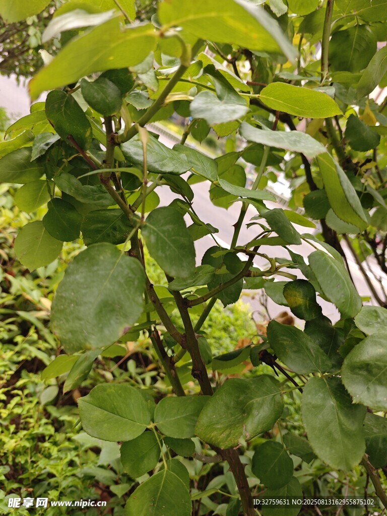 繁茂绿叶中的青涩果实