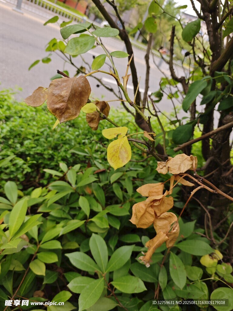 绿叶间的枯黄叶片