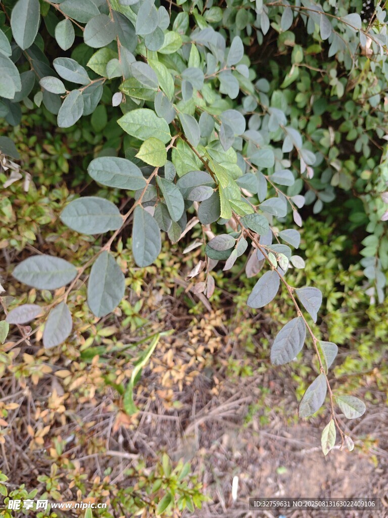 绿叶繁茂的地面植物景观