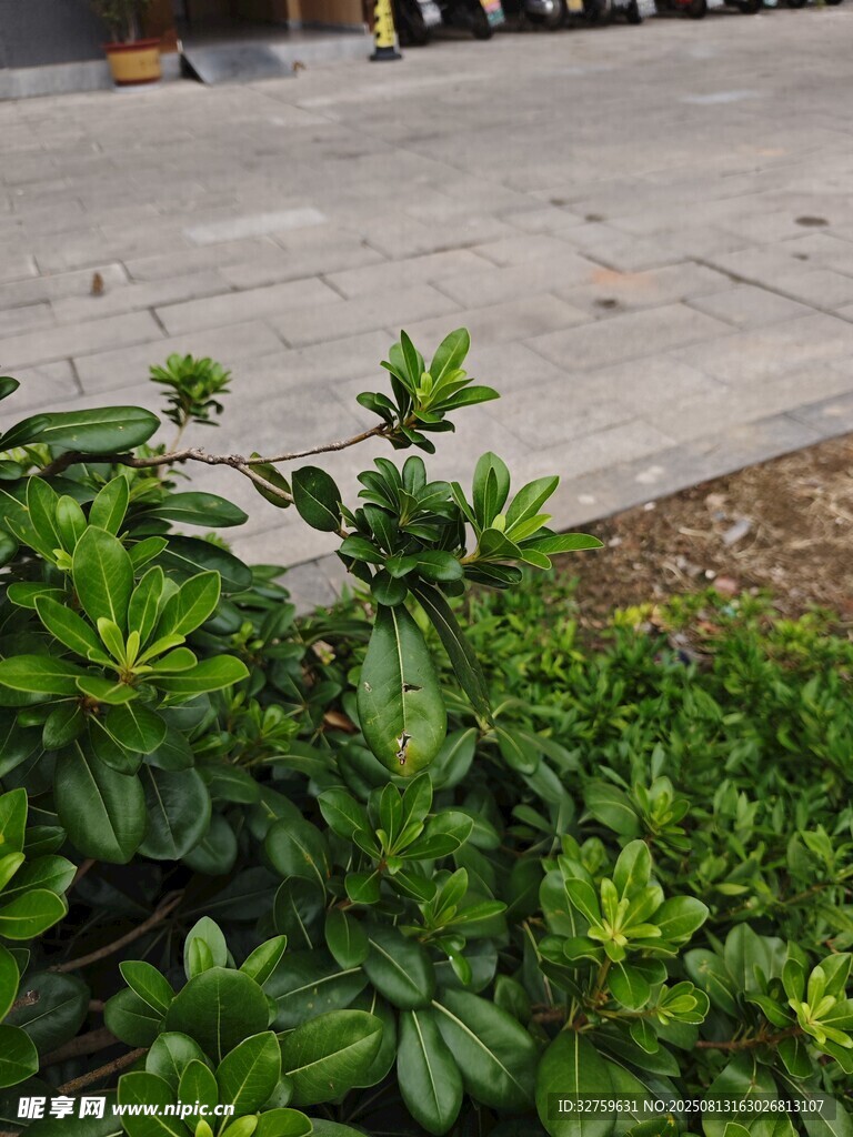 路边绿植景观
