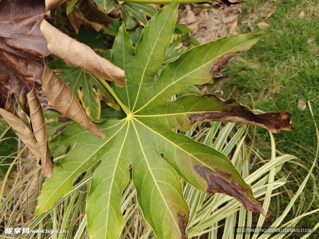 手触奇特绿叶植物