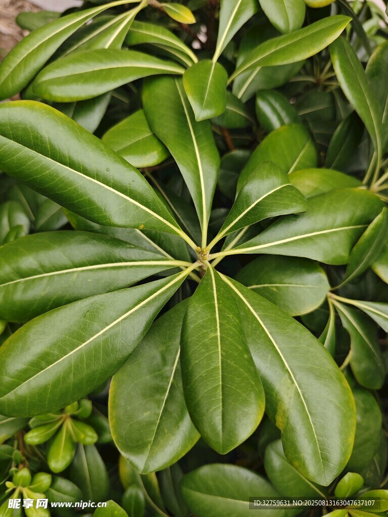 翠绿伞状叶片植物特写