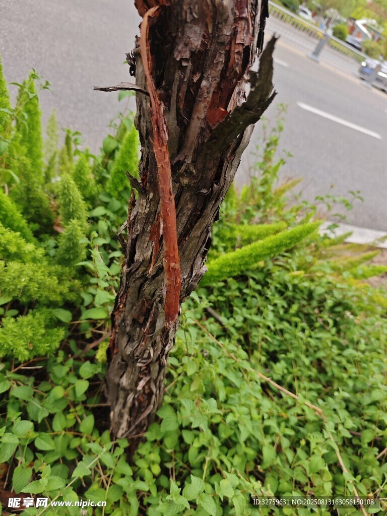 树干旁的绿色植物景观
