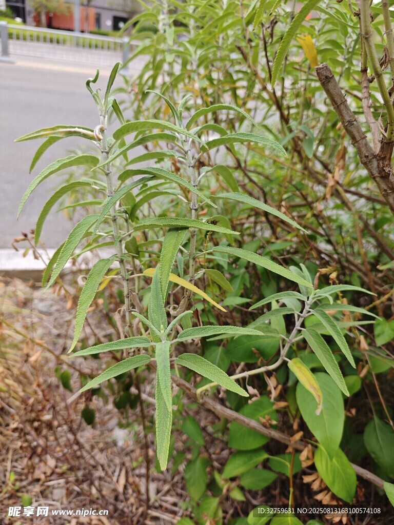 路边生长的绿色植物