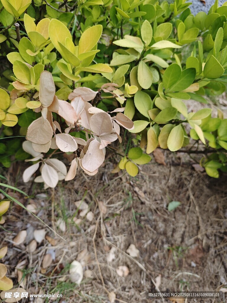 植物枯叶与绿叶对比