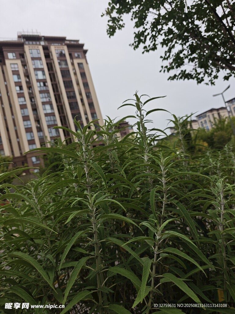 高楼前的繁茂绿植