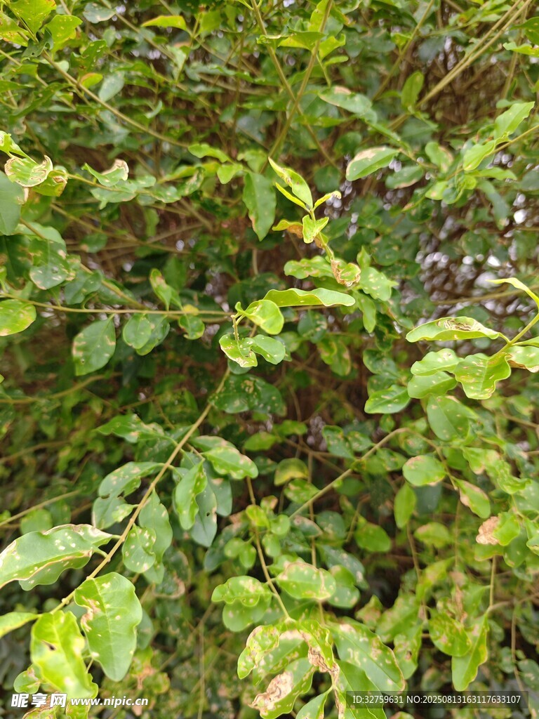 茂密绿植特写