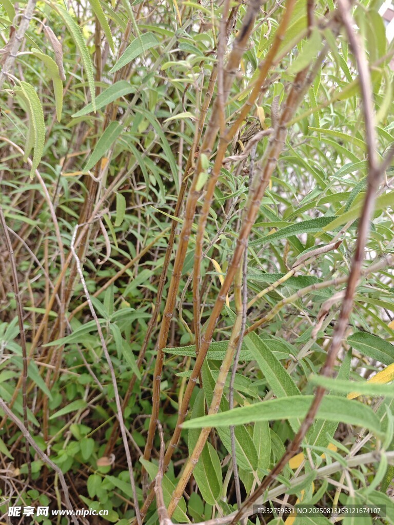 野外丛生的绿色植物