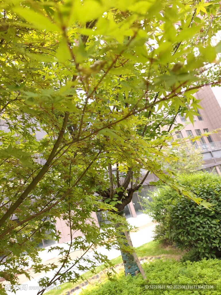 绿叶繁茂的庭院景致