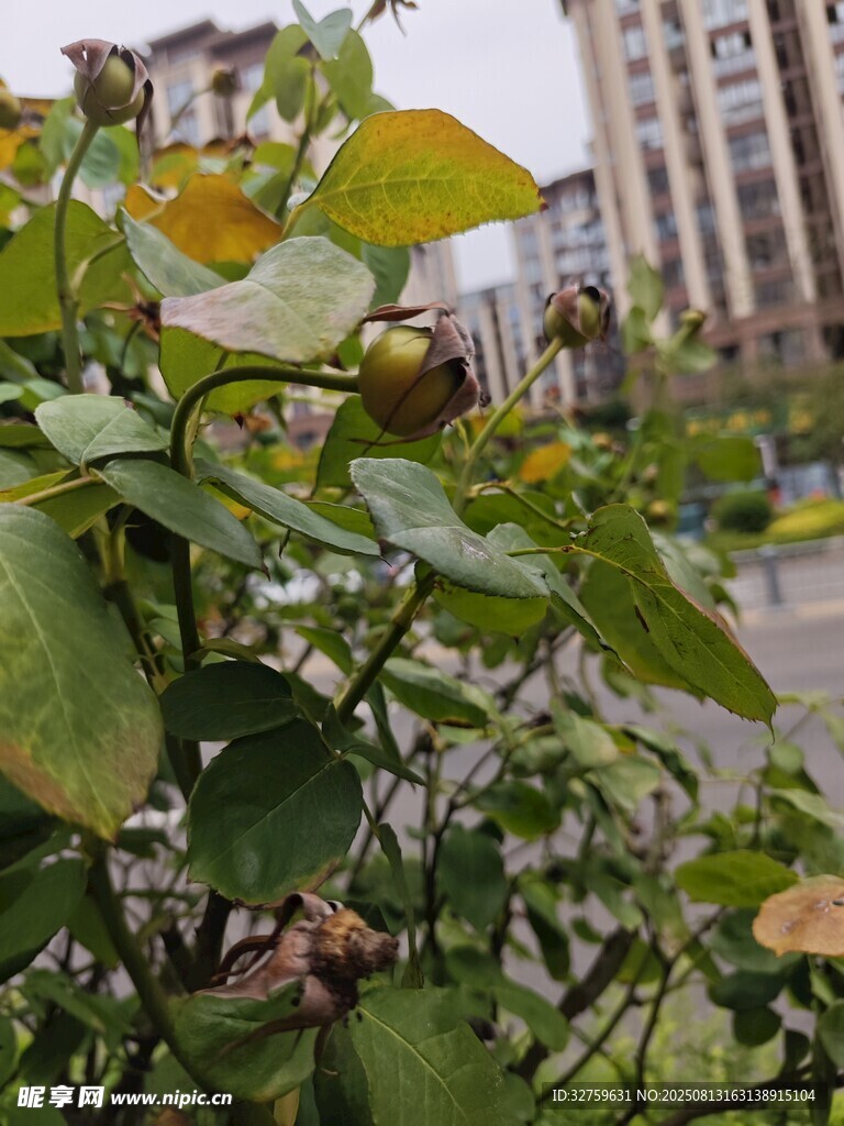 绿叶间的果实与城市背景