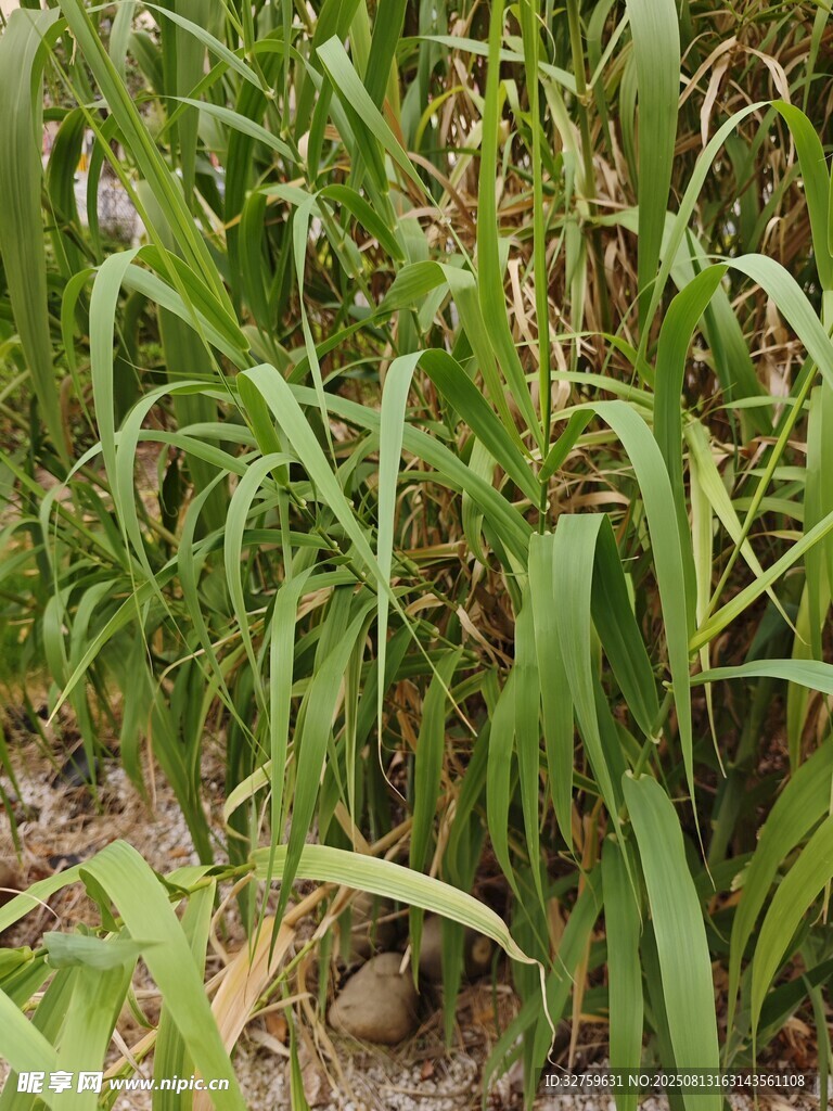 田间葱郁的绿色植物
