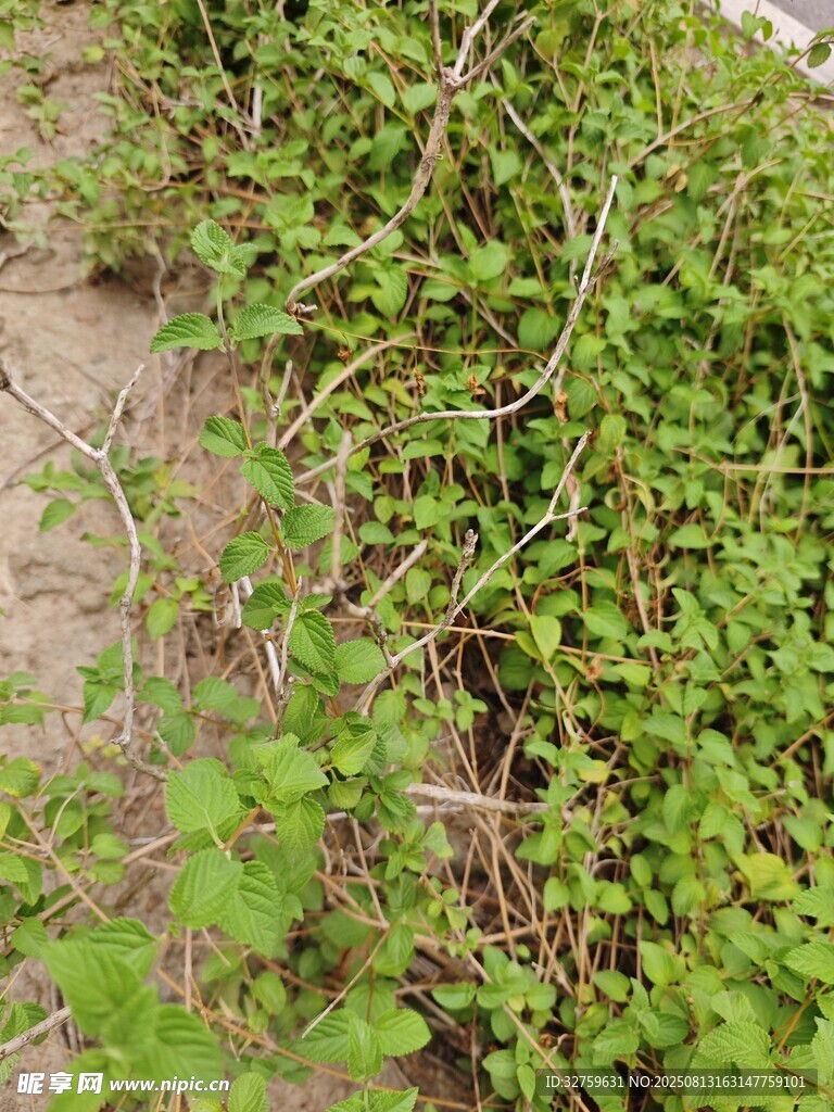 地面上的繁茂绿色植物