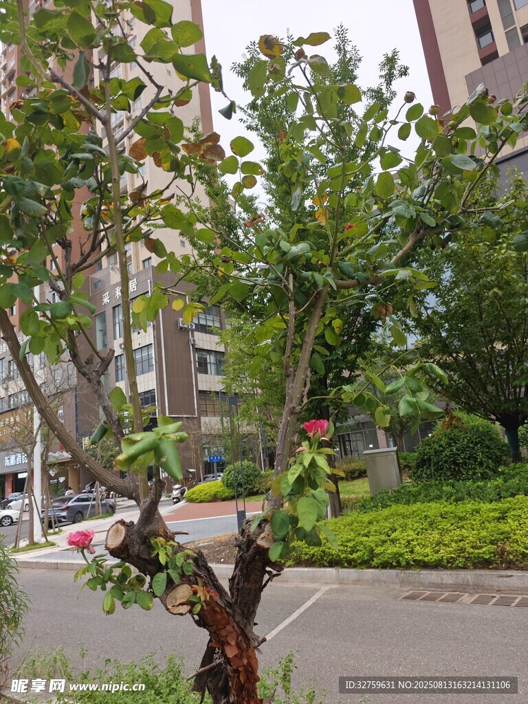 小区内的繁茂树木