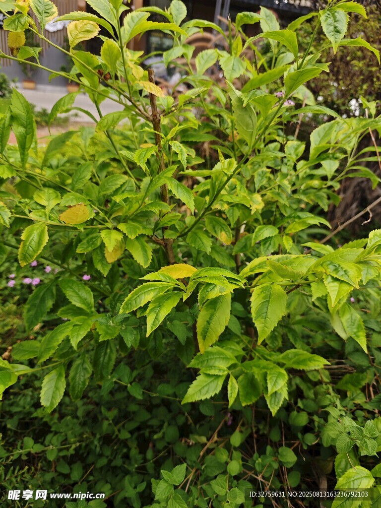 翠绿繁茂的植物景观